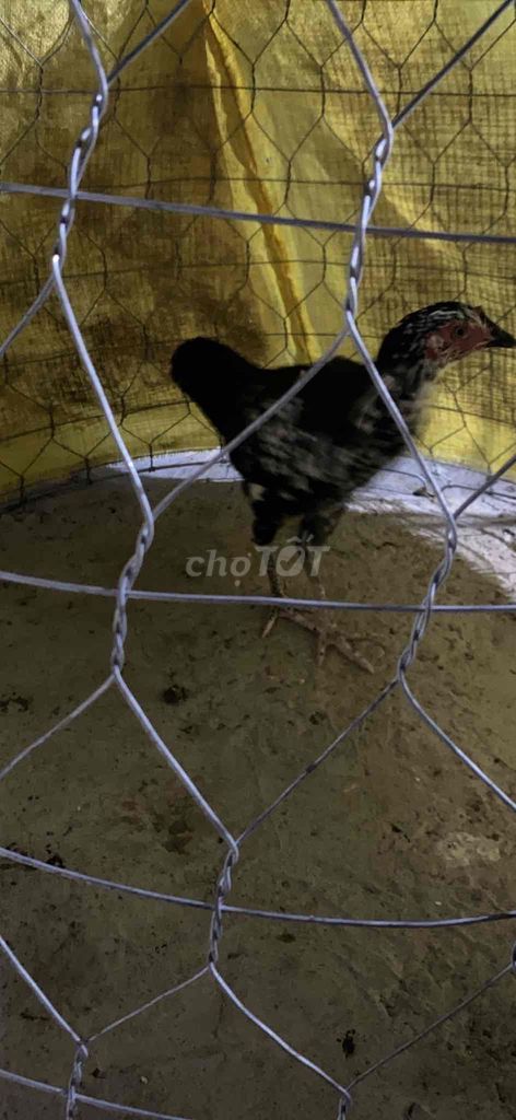 gà mai bon mẽ giõi. Mua bán Gà tại Thành phố Hồng Ngự Đồng Tháp được đăng bởi chú bộ đội nhân võ hình 1