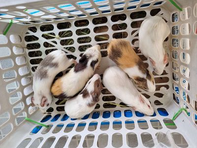 Bọ ú lai Rạch Giá. Mua bán Thú cưng khác tại Thành phố Rạch Giá Kiên Giang được đăng bởi Trà Vi
