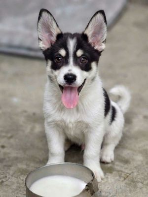 Chó Husky F1 Đen trắng 2 tháng đã tiêm có sổ