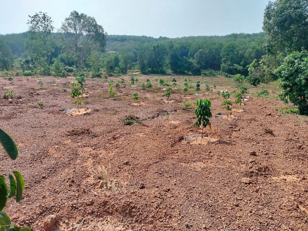 CHÍNH CHỦ BÁN MẢNH ĐẤT ĐẸP TẠI XÃ TÂN THÀNH, TP ĐỒNG XOÀI, BÌNH PHƯỚC