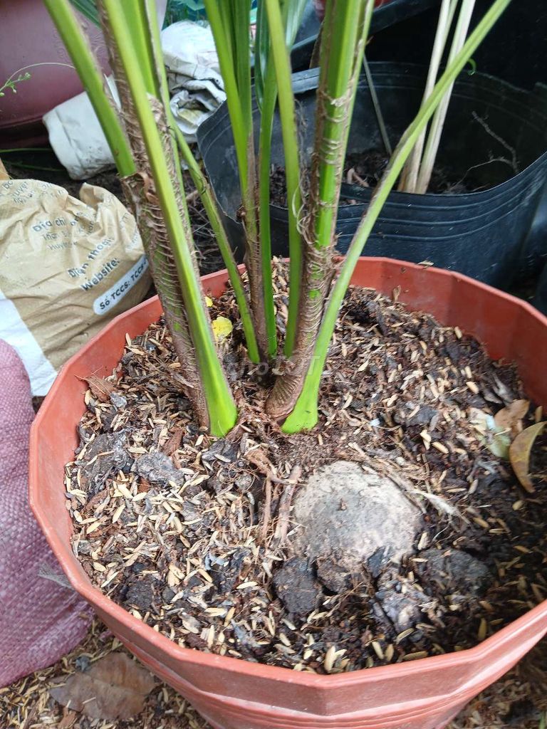 Cây dừa 3 thân dáng đẹp khỏe mạnh. Mua bán Cây cảnh, đồ trang trí tại Quận Bình Thuỷ Cần Thơ được đăng bởi bước hình 1