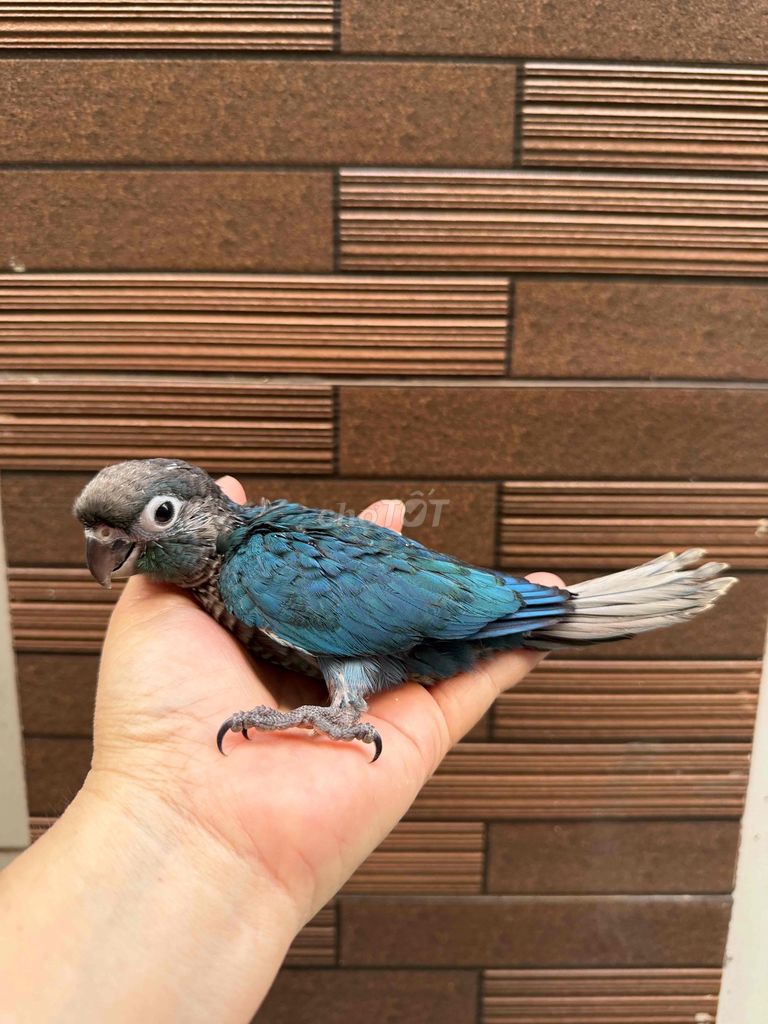 Chim cảnh Xanh Xám dạn người làm trò. Mua bán Chim tại Quận Tân Phú Tp Hồ Chí Minh được đăng bởi Thủy huỳnh hình 1