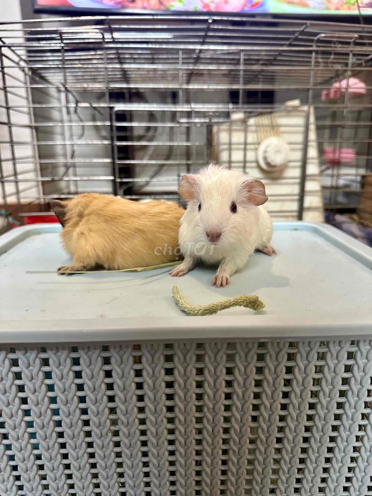 Chuột lang Bọ ú Trắng Nâu. Mua bán Thú cưng khác tại Quận Bắc Từ Liêm Hà Nội được đăng bởi Mai Phuong hình 1