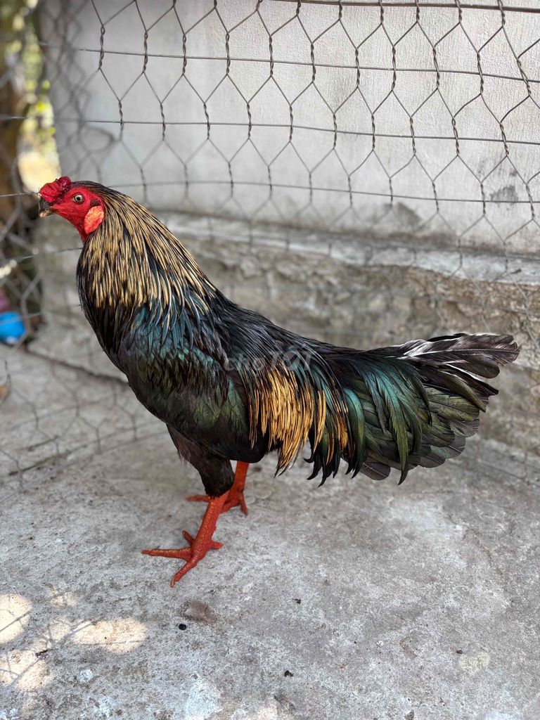 Gà chọi 3.2kg. Mua bán Gà tại Huyện Châu Thành Bến Tre được đăng bởi Nguyễn Nguyễn hình 1