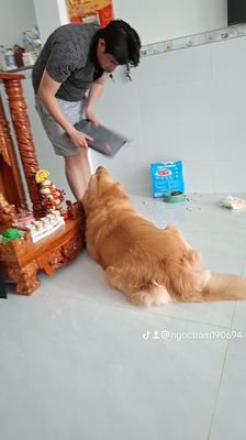 Dịch vụ phối giống Golden Retriever Đực. Mua bán Phụ kiện, Thức ăn, Dịch vụ tại Huyện Bình Chánh Tp Hồ Chí Minh được đăng bởi Lê Thị Ngọc Trâm