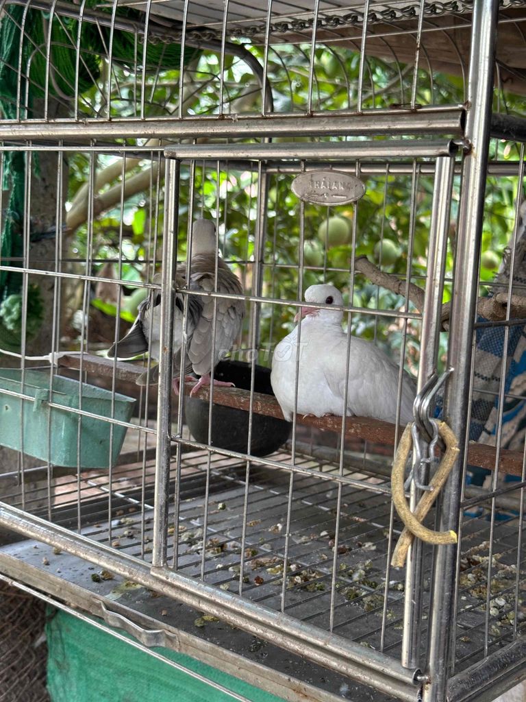 Chim Cu gáy Trắng Xám. Mua bán Chim tại Huyện Phú Xuyên Hà Nội được đăng bởi Thanh nguyen hình 1