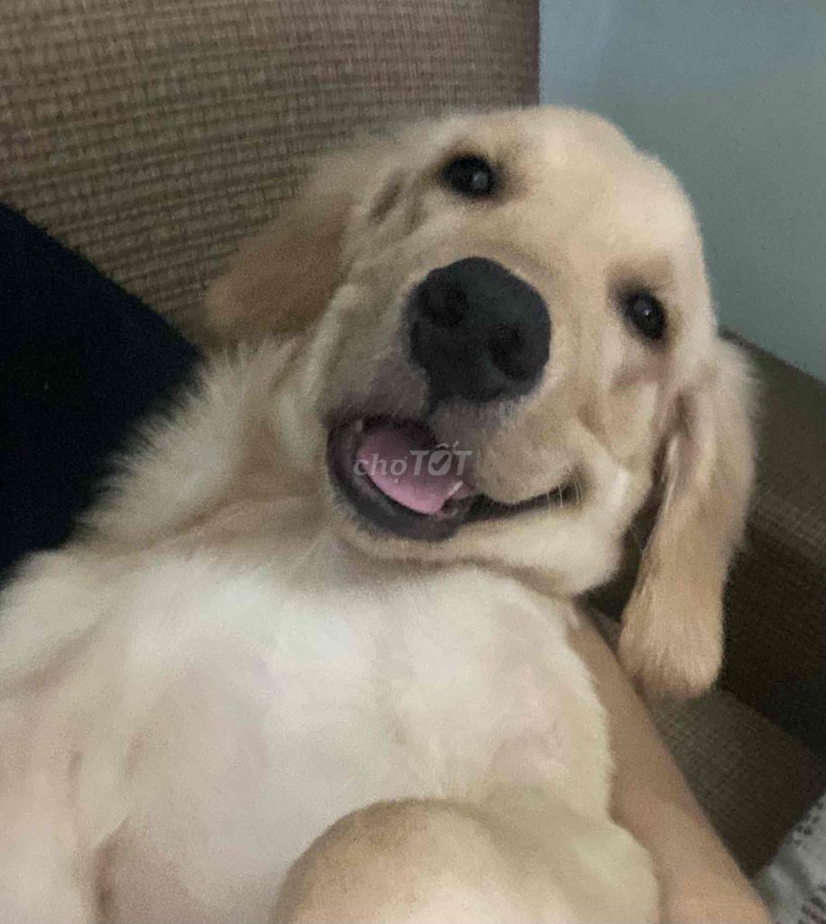 Chó Golden Retriever đực thuần chủng 10 tháng. Mua bán Chó tại Quận Hải Châu Đà Nẵng được đăng bởi Nguyễn Phạm Quốc Huy hình 4