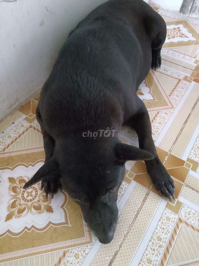 Chó Hmông cái màu Đen. Mua bán Chó tại Huyện Cầu Kè Trà Vinh được đăng bởi Vương Gia hình 1
