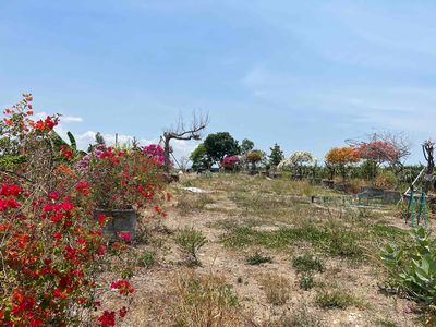 Đất vườn nghỉ dưỡng khu dân cư Hàm Thuận Nam Phan Thiết. Mua bán đất tại Huyện Hàm Thuận Nam Bình Thuận được đăng bởi Nguyễn Anh Sang