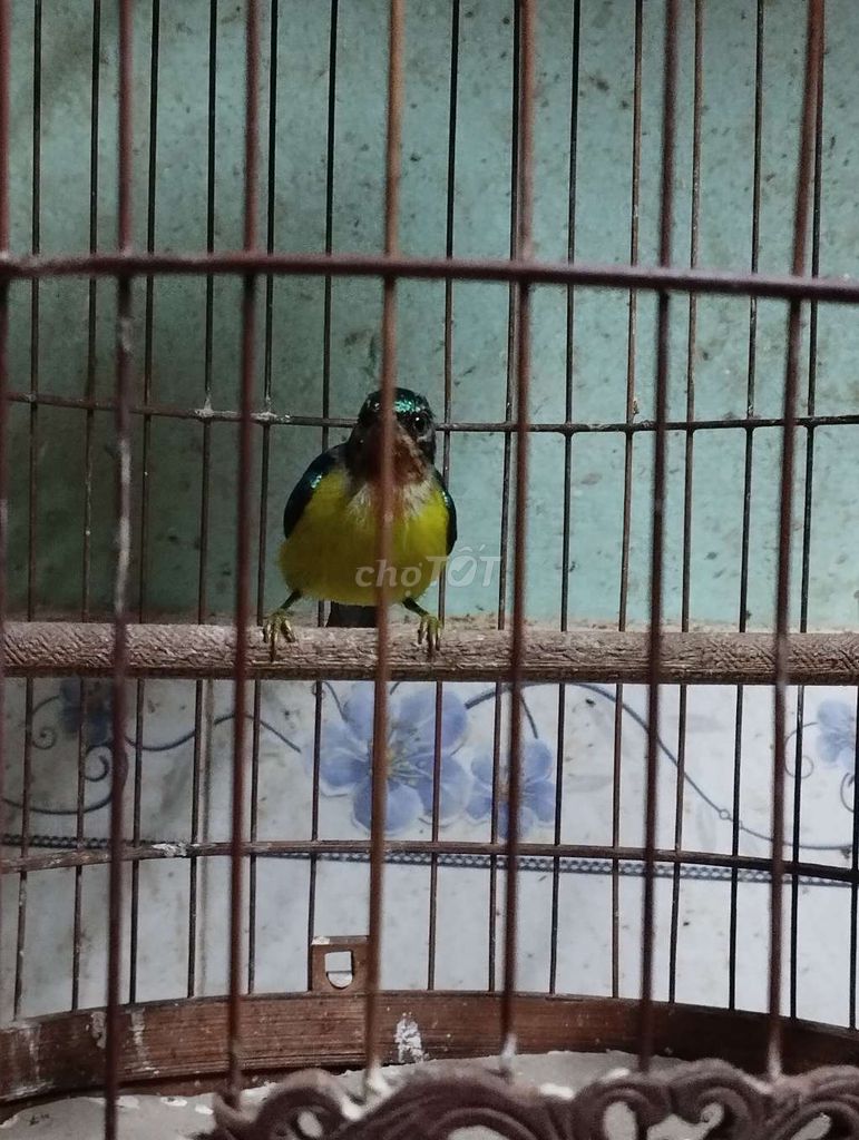 chim xanh tím trống. Mua bán Chim tại Quận Tân Phú Tp Hồ Chí Minh được đăng bởi Tiger hình 1