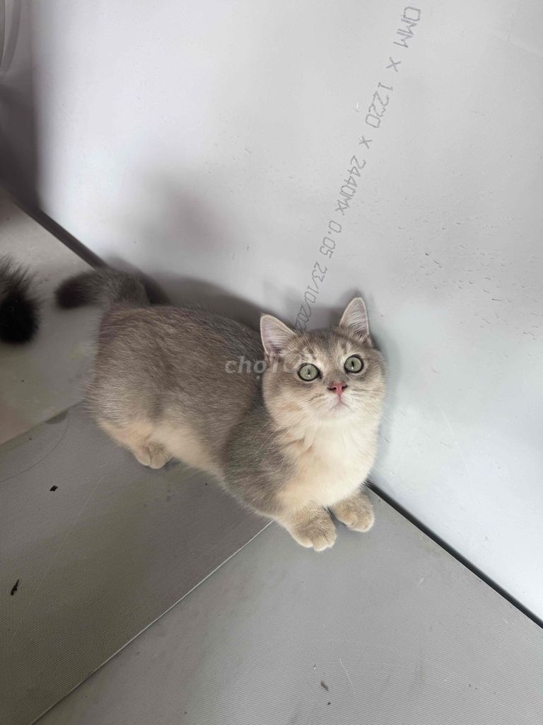 Mèo Golden đực 4 tháng tuổi. Mua bán Mèo tại Quận Bình Thạnh Tp Hồ Chí Minh được đăng bởi Anh Khoai hình 1