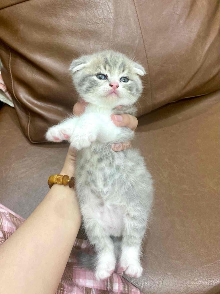 Tìm nhà cho mấy bé ALN thuần nhà đẻ. Mua bán Mèo tại Quận Gò Vấp Tp Hồ Chí Minh được đăng bởi Quang đây hình 4