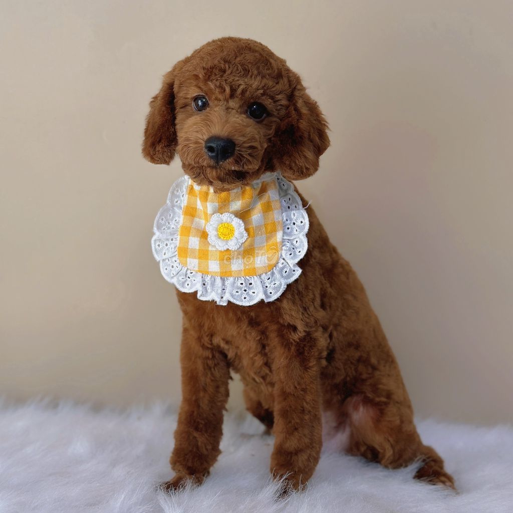 Bé Poodle đực 5 tháng tuổi