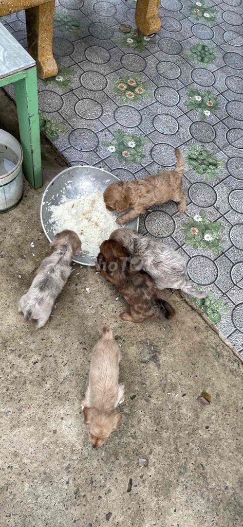 Chó Lạp xưởng lai Poodle 2 tháng. Mua bán Chó tại Thành phố Thủ Đức Tp Hồ Chí Minh được đăng bởi Lương Tthanh Ngân hình 1