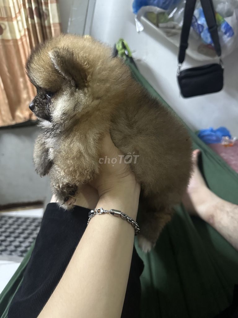 phóc sóc thần đã tiêm ngừa có sổ đi kèm . Mua bán Chó tại Quận Tân Bình Tp Hồ Chí Minh được đăng bởi Tài Candy hình 1