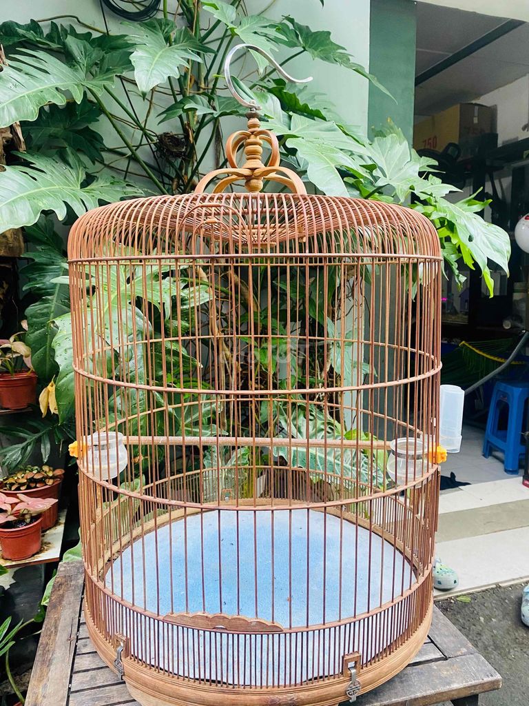 Lồng chim Chích Choè. Mua bán Phụ kiện, Thức ăn, Dịch vụ tại Thành phố Thủ Đức Tp Hồ Chí Minh được đăng bởi Phạm Anh Tuyền hình 1