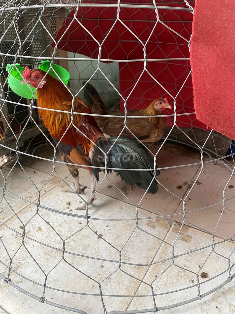 Gà Mỹ Nâu Đen. Mua bán Gà tại Huyện Bình Chánh Tp Hồ Chí Minh được đăng bởi Chí An hình 1