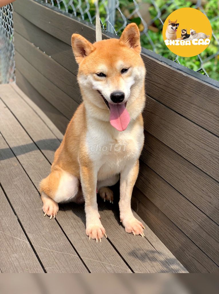 Chó Shiba đực kèm VKA. Mua bán Chó tại Quận 7 Tp Hồ Chí Minh được đăng bởi Duy Anh hình 1