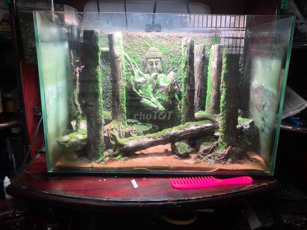 Hồ cá cảnh Kính 60x40x50cm Tượng Phật. Mua bán Phụ kiện, Thức ăn, Dịch vụ tại Huyện Bình Chánh Tp Hồ Chí Minh được đăng bởi Duy Cường hình 1