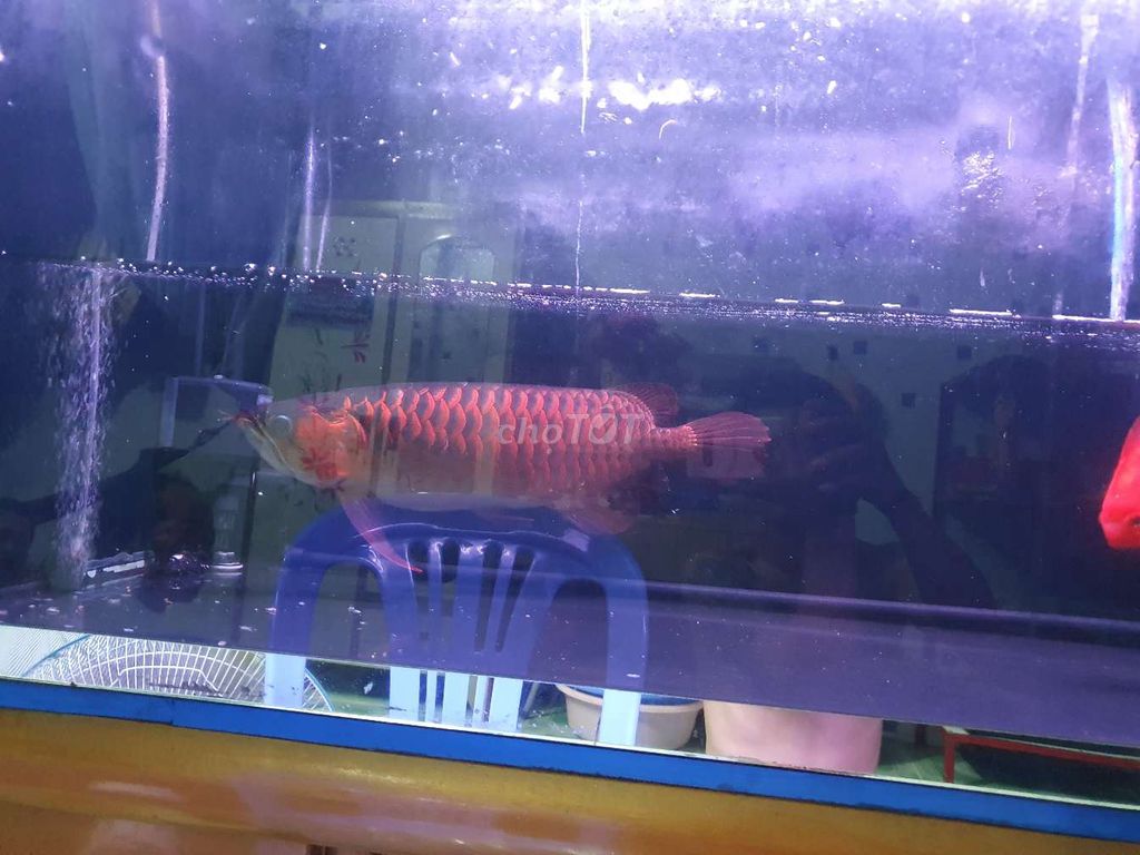 Huyết long. Mua bán Thú cưng khác tại Huyện Củ Chi Tp Hồ Chí Minh được đăng bởi Tên chưa cung cấp hình 3