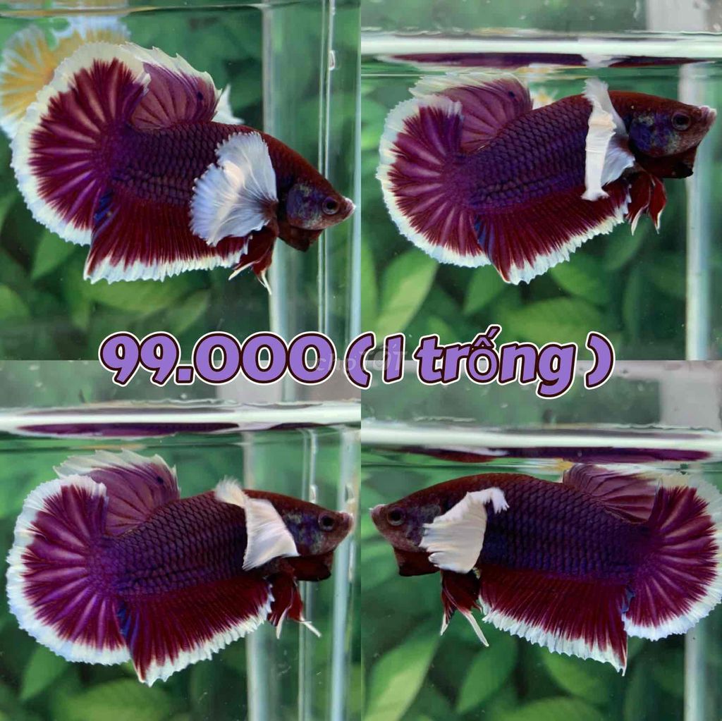 cá Betta Dumbo Lavender Tím Form đẹp