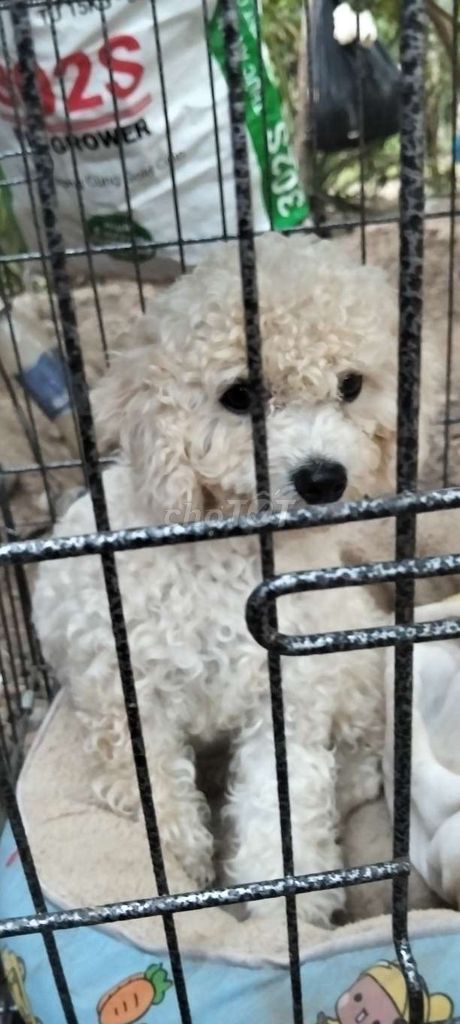 Chó Poodle Trắng kem. Mua bán Chó tại Huyện Mỏ Cày Nam Bến Tre được đăng bởi Phương Nghi hình 1
