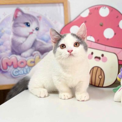 Mèo Anh chân ngắn bicolor