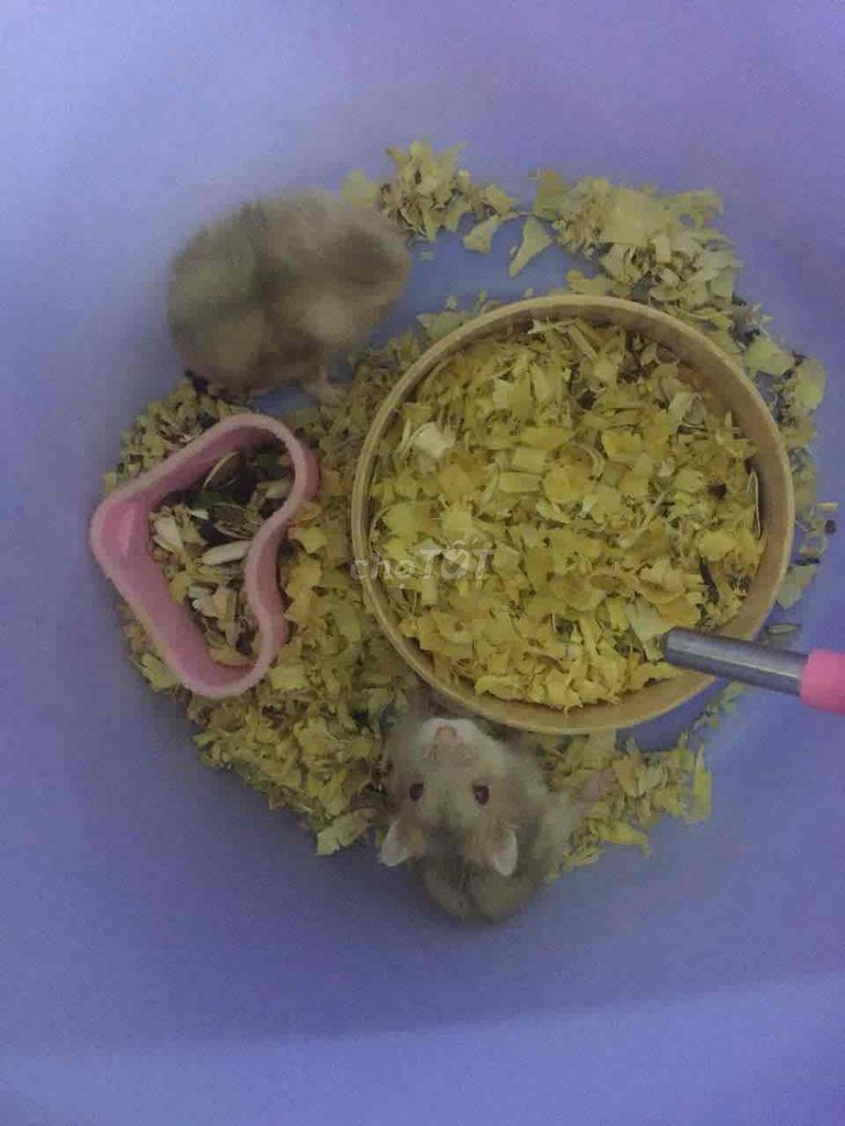 chuột hamster