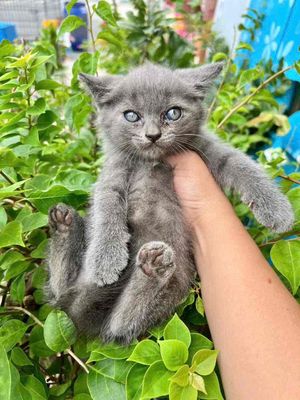 Mèo con Đực cái Xám đen vàng trắng Tốt