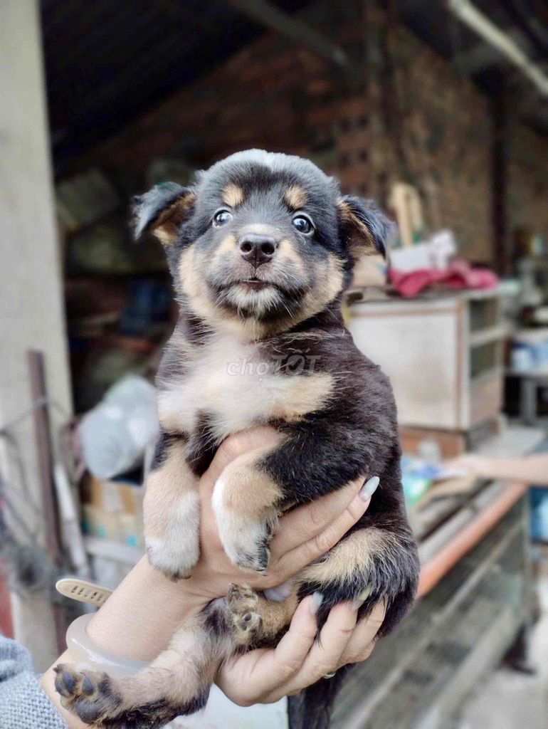 Tặng cún lông xù. Mua bán Chó tại Thành phố Thủ Đức Tp Hồ Chí Minh được đăng bởi Tiêu Đức Phương hình 1