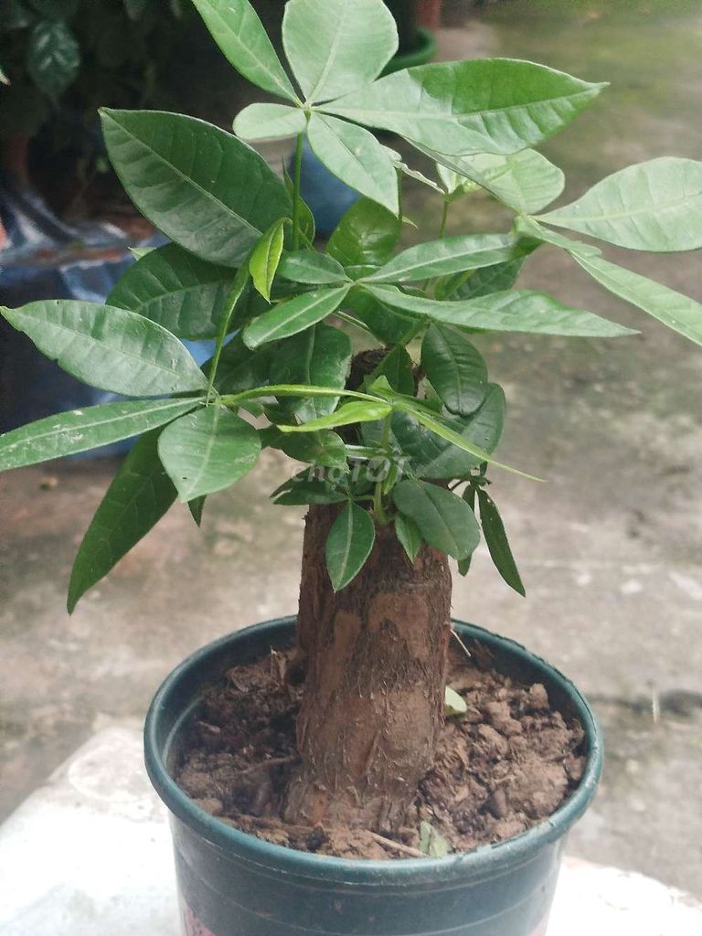 Cây cảnh Kim ngân 25cm Xanh. Mua bán Cây cảnh, đồ trang trí tại Quận Hoàng Mai Hà Nội được đăng bởi Nguyễn Minh Thoa hình 1