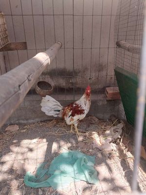 Gà giáp mỹ 5 tháng. Mua bán Gà tại Thành phố Biên Hòa Đồng Nai được đăng bởi cúm com