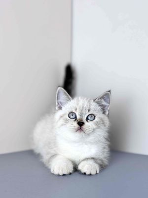 Mèo Xiêm Mắt Xanh - Đực | Cần Thơ Trại Mèo Da-O