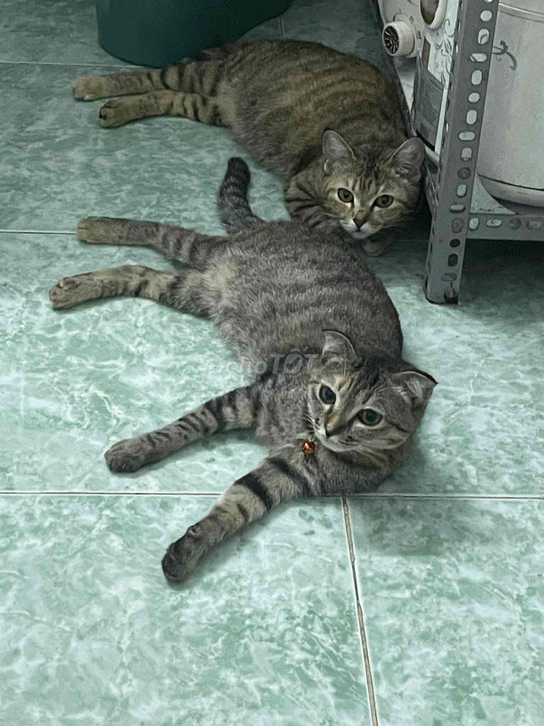 Mèo ALN tai cụp cái 6 tháng. Mua bán Mèo tại Quận Gò Vấp Tp Hồ Chí Minh được đăng bởi Thiên Tài hình 1