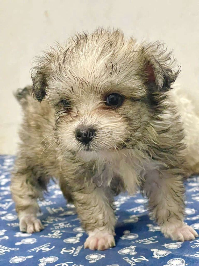 Chó Poodle lai Nhật nhỏ nhiều màu. Mua bán Chó tại Quận Gò Vấp Tp Hồ Chí Minh được đăng bởi Trần Khánh Hoàng hình 1