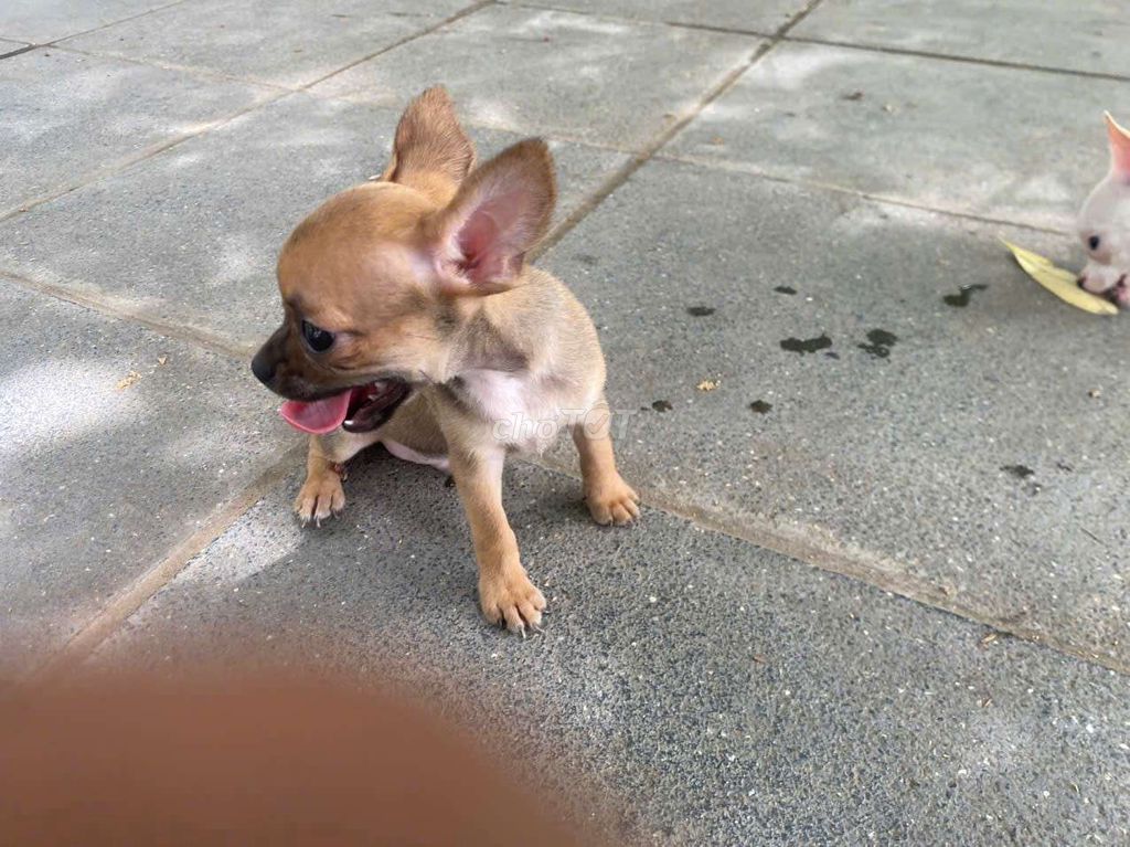 zai nhỏ Chihuahua Nhỏ Nhắn Nâu Vàng Đã Tiêm Phòng. Mua bán Chó tại Quận Đống Đa Hà Nội được đăng bởi Nguyễn Hồng Hà hình 1