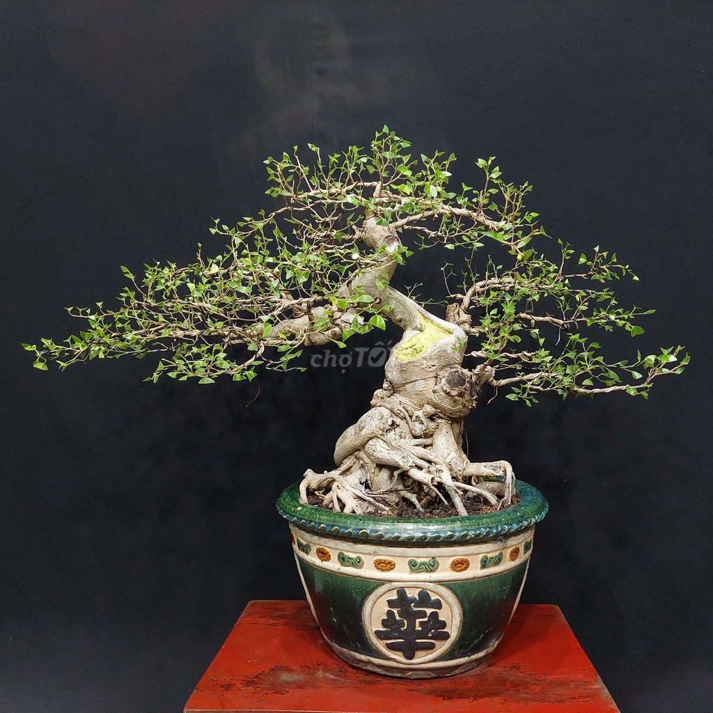 Cây sanh Bonsai cao 60cm. Mua bán Cây cảnh, đồ trang trí tại Thành phố Thủ Đức Tp Hồ Chí Minh được đăng bởi Trần Xuân Dương hình 1