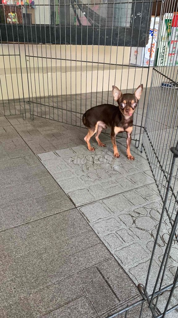 Chihuahua mini. Mua bán Chó tại Quận 8 Tp Hồ Chí Minh được đăng bởi Nguyễn Mạnh  hình 3