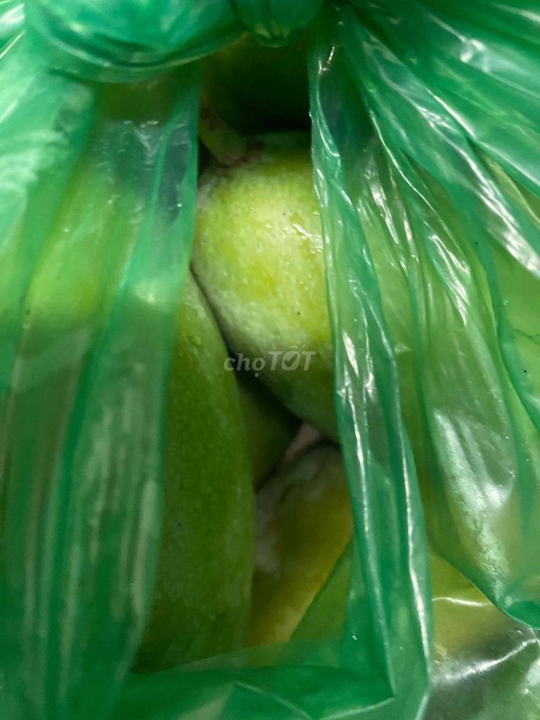 Xoài keo 10 kg. Mua bán Đồ ăn, thực phẩm và các loại khác tại Quận Phú Nhuận Tp Hồ Chí Minh được đăng bởi c.phượng hình 1