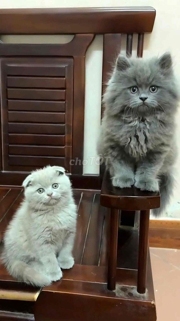 Mèo cảnh 2 tháng tuổi. Mua bán Mèo tại Quận Đống Đa Hà Nội được đăng bởi Le Nguyen hình 1