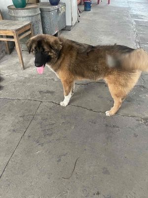 chó cái tơ lông xù xám. Mua bán Chó tại Quận Hồng Bàng Hải Phòng được đăng bởi Nguyễn Hưng