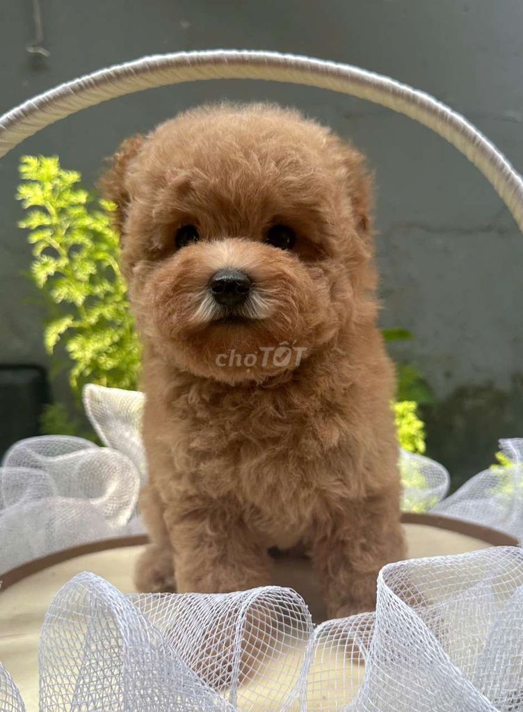 Chó Poodle vàng mơ tai bướm rất  dễ thương