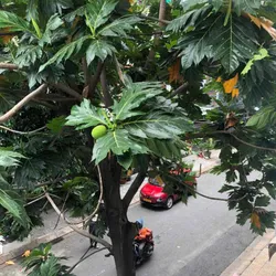 Căn góc lầu 1 chung cư Vườn Lài, 72m2, 2 phòng ngủ