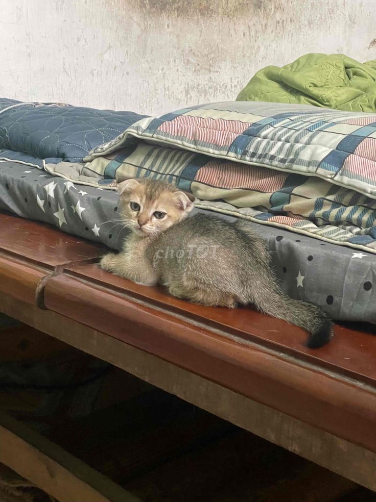 Mèo Anh lông ngắn Tai cụp Vàng Trắng. Mua bán Mèo tại Thành phố Bắc Ninh Bắc Ninh được đăng bởi Tiến Đạt hình 1
