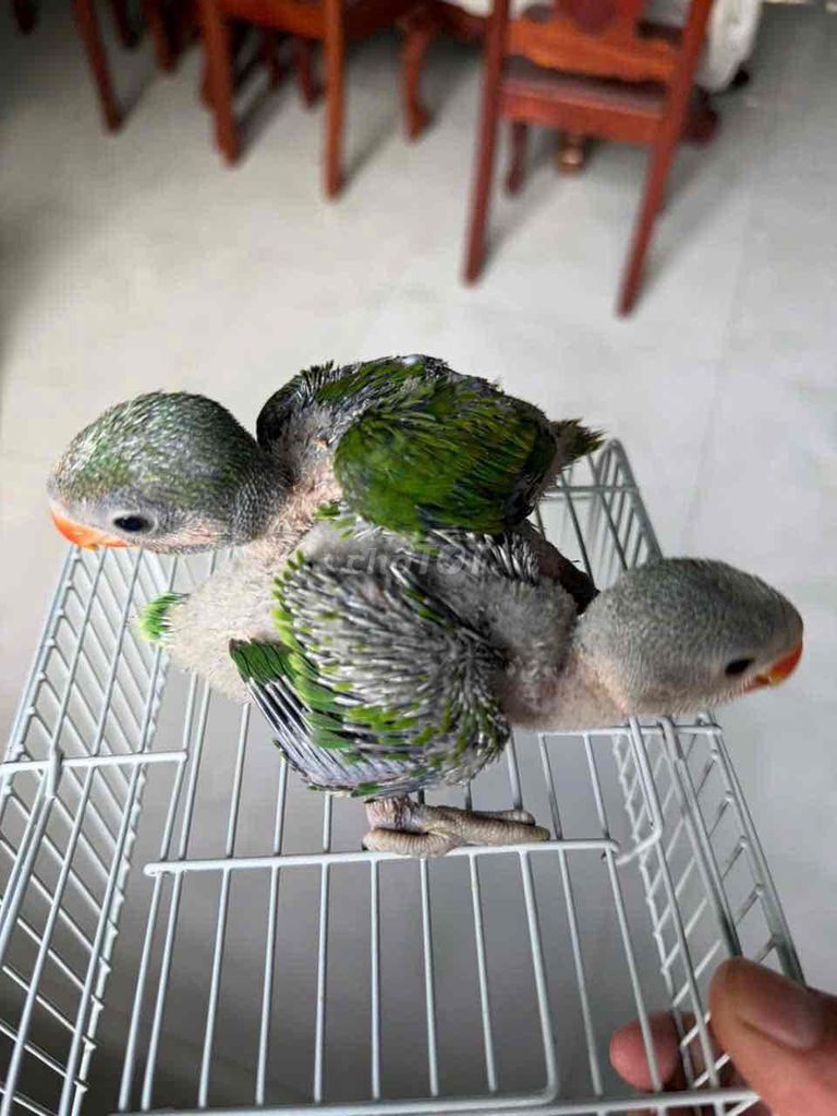 vài e vẹt dăk lăk to con mập ú. Mua bán Chim tại Huyện Củ Chi Tp Hồ Chí Minh được đăng bởi thanh tú hình 1