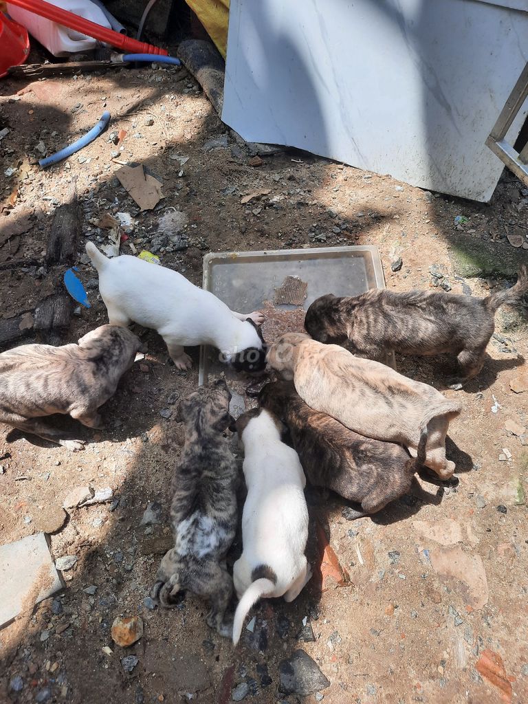 Chó Phú Quốc vện 2 tháng tuổi. Mua bán Chó tại Quận Liên Chiểu Đà Nẵng được đăng bởi Anh Hùng hình 1