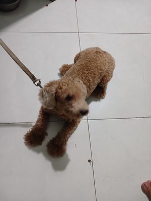 K có thời gian chăm sóc mong tìm bame yêu thương. Mua bán Chó tại Thành phố Biên Hòa Đồng Nai được đăng bởi Như ý Hồ thị