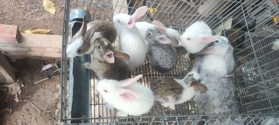 Thỏ con. Mua bán Thú cưng khác tại Huyện Bình Chánh Tp Hồ Chí Minh được đăng bởi Nguyễn Minh Hải