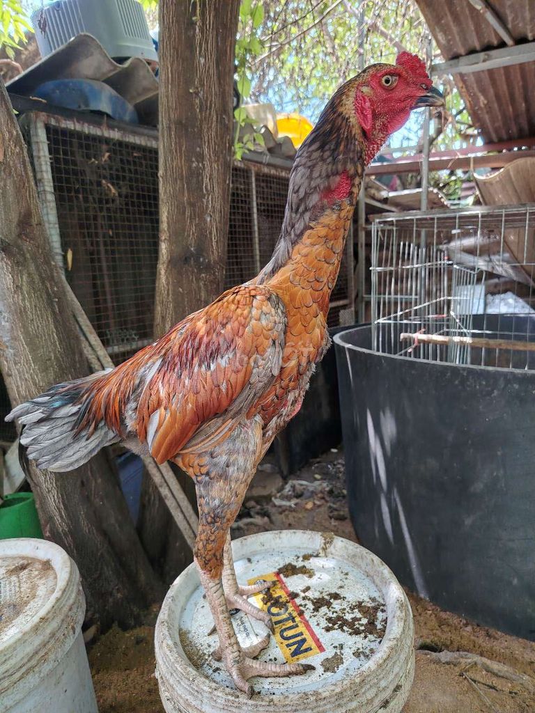 Gà trống tơ Đa sắc. Mua bán Gà tại Thành phố Biên Hòa Đồng Nai được đăng bởi Hiển Gà Đòn hình 1
