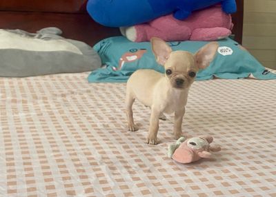 Chihuahua Vàng Hồng sang hết nấc - đầu táo tai to
